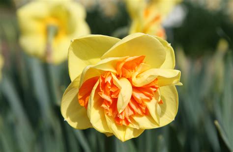 Narcissus ‘Kiwi Sunset’ – Plants – Oak Leaf Gardening